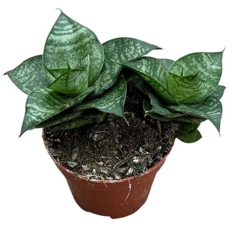 Sansevieria 'Ehrendel'