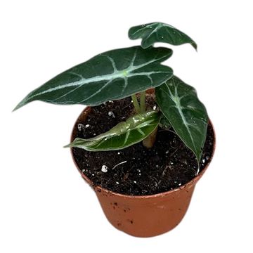 Alocasia 'Mandalay'