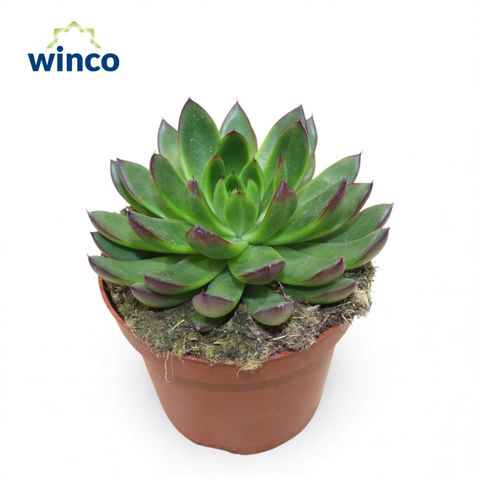 Echeveria agavoides 'Belga'