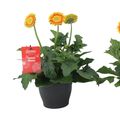 Gerbera SWEET BLAZE