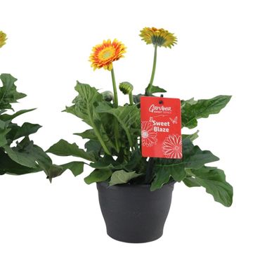 Gerbera SWEET BLAZE