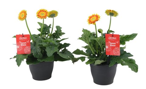 Gerbera SWEET BLAZE