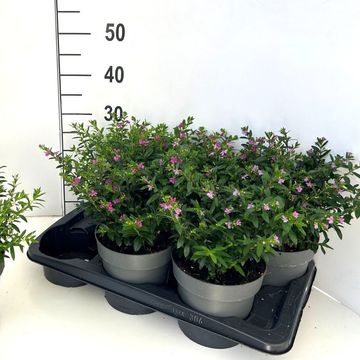 Cuphea hyssopifolia FLORIGLORY MARIA