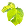 Monstera deliciosa 'Variegata Aurea'