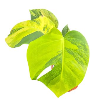 Monstera deliciosa 'Variegata Aurea'