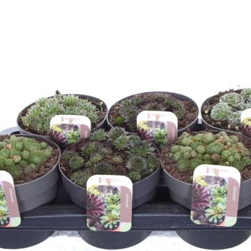 Sempervivum MIX