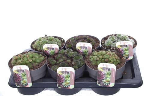 Sempervivum MIX