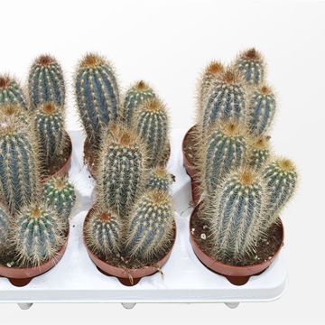 Pilosocereus gounellei zehntneri