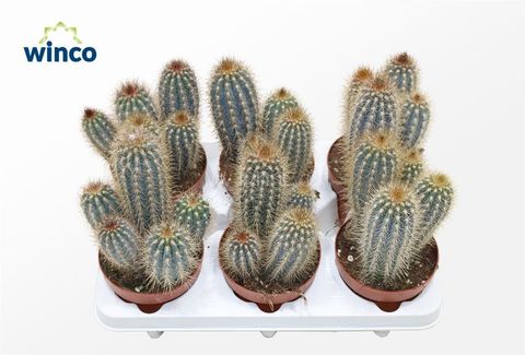 Pilosocereus gounellei zehntneri
