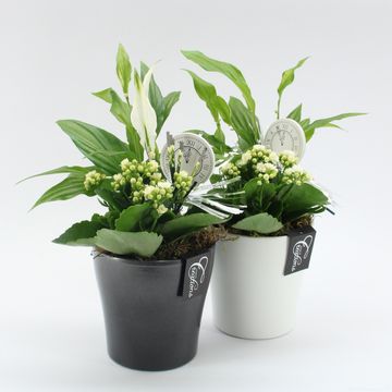 Arrangement New Year