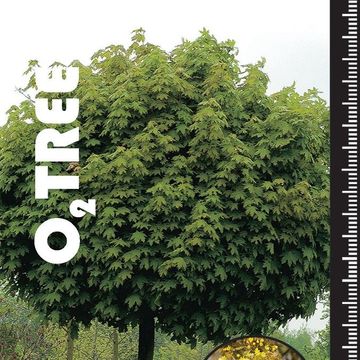 Acer platanoides 'Globosum'