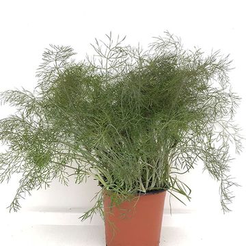 Foeniculum vulgare