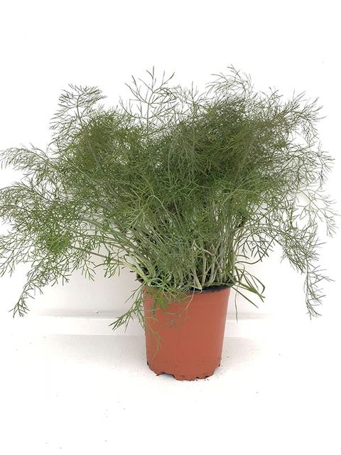 Foeniculum vulgare