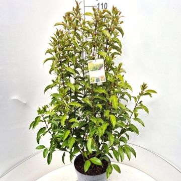 Ligustrum lucidum GREEN SCREEN