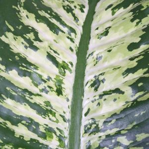 Dieffenbachia seguine 'Tropic Snow' (Vireõ Plant Sales)