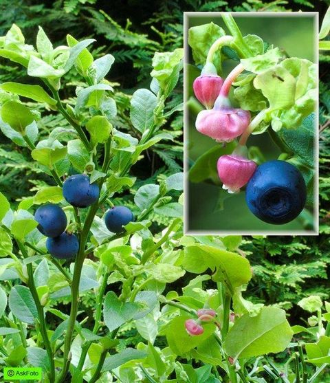 Vaccinium myrtillus