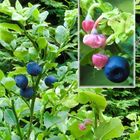 Vaccinium myrtillus