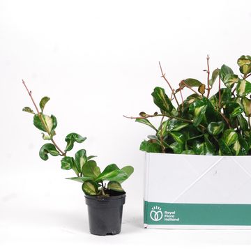 Hoya obovata 'Splash'