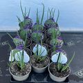 Allium x proliferum