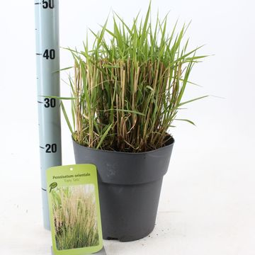 Pennisetum 'Fairy Tails'