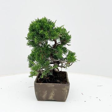Juniperus chinensis