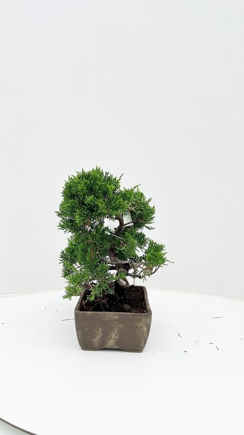 Juniperus chinensis