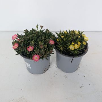 Delosperma cooperi MIX