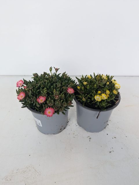 Delosperma cooperi MIX