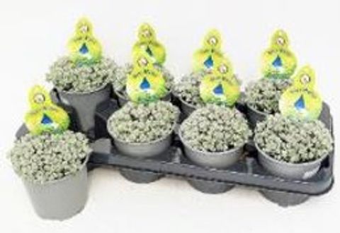 Sedum spathulifolium 'Cape Blanco'