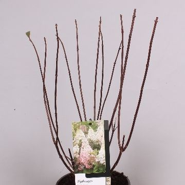 Hydrangea paniculata CANDLELIGHT