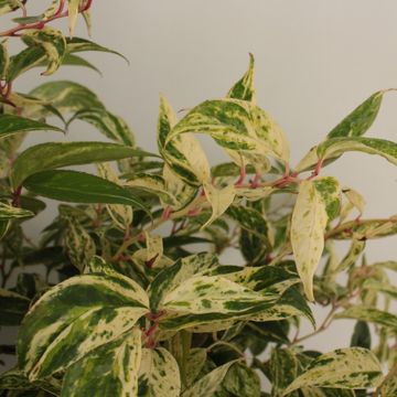 Leucothoe fontanesiana 'Makijaz'