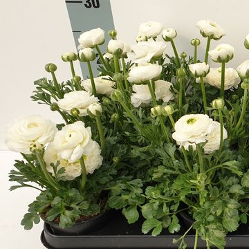 Ranunculus MIX