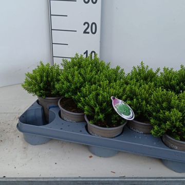 Hebe buxifolia