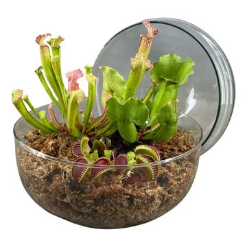 Arrangement Carnivorous plants