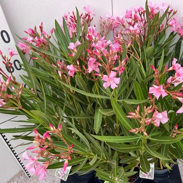 Nerium oleander