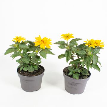 Heliopsis helianthoides