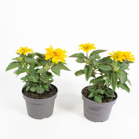 Heliopsis helianthoides