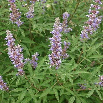 Vitex agnus-castus