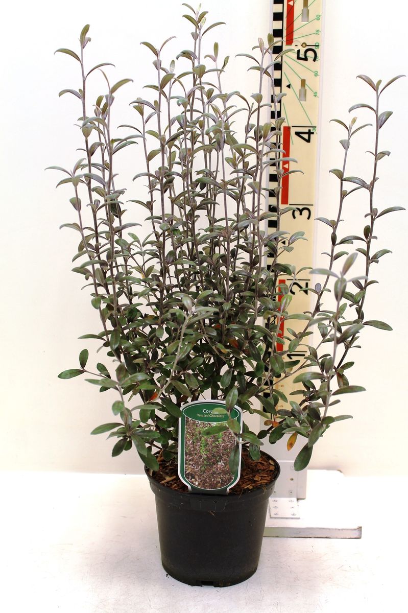 Corokia x virgata 'Frosted Chocolate' — Plant Wholesale FlorAccess