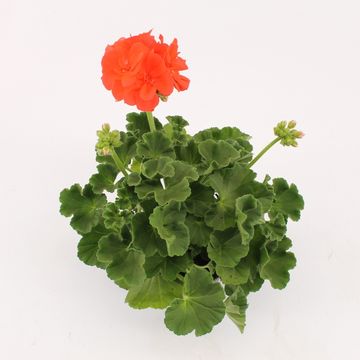 Pelargonium SUMMER IDOLS ORANGE