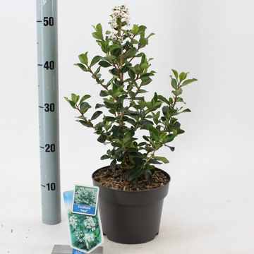 Escallonia 'Iveyi'