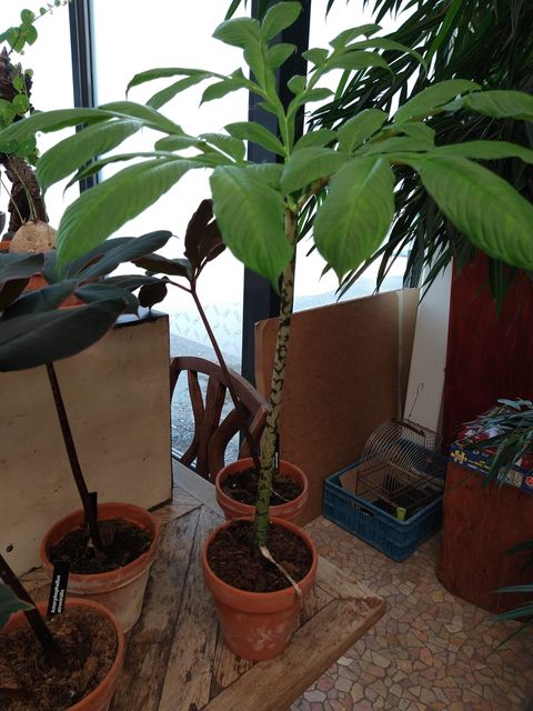 Amorphophallus konjac