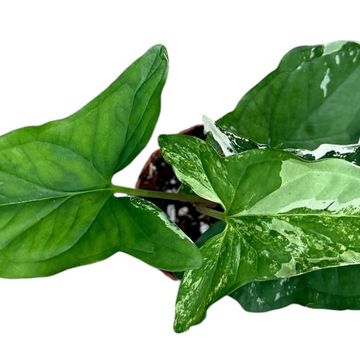 Syngonium podophyllum 'Albo Variegatum'