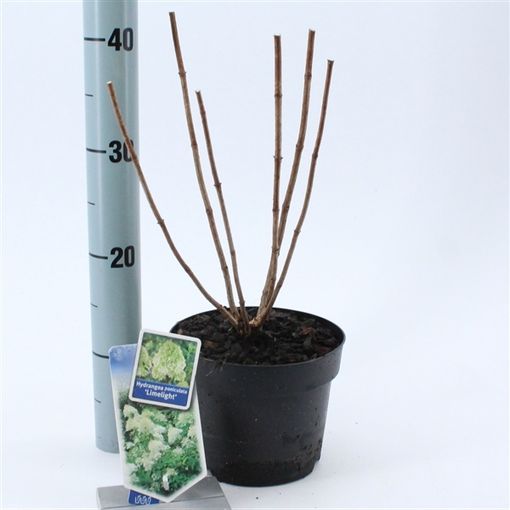 Hydrangea paniculata 'Limelight' (About Plants Zundert BV)