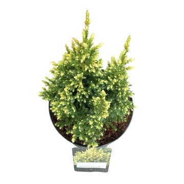 Juniperus pingii 'Hulsdonk Yellow'