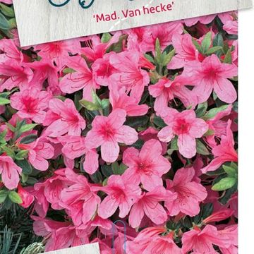 Rhododendron 'Madame van Hecke' (AJ)