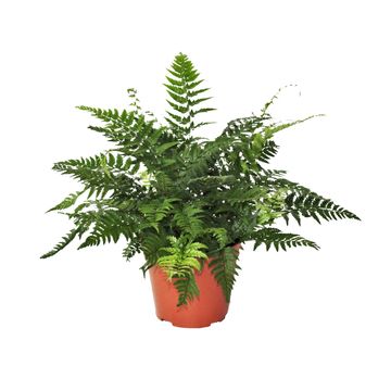 Athyrium spicatum