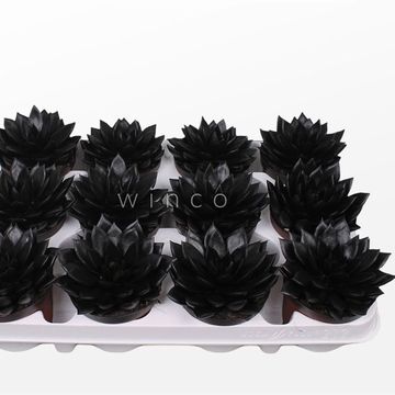 Echeveria agavoides PAINT BLACK