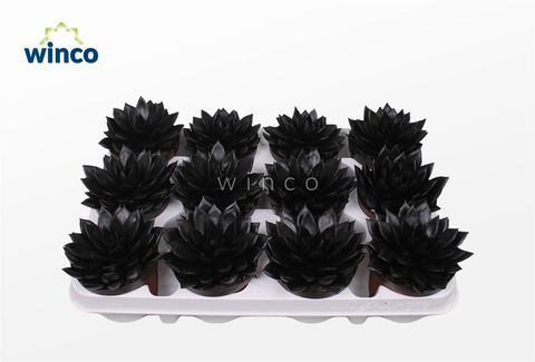 Echeveria agavoides PAINT BLACK