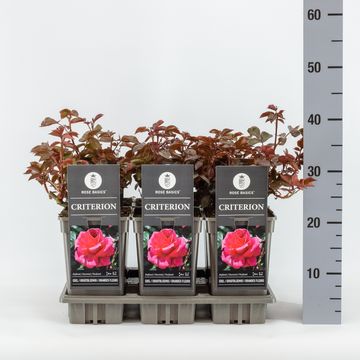 Rosa 'Criterion'